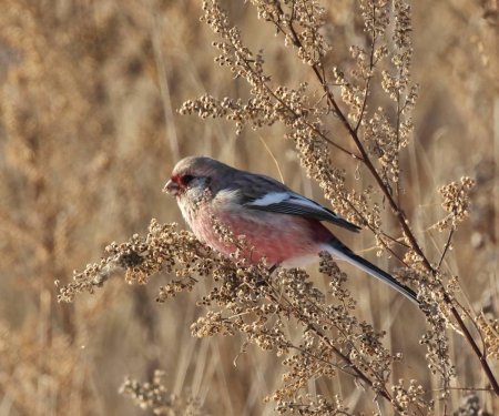 Длиннохвостая чечевица урагус