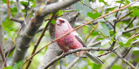 Снегирь урагус