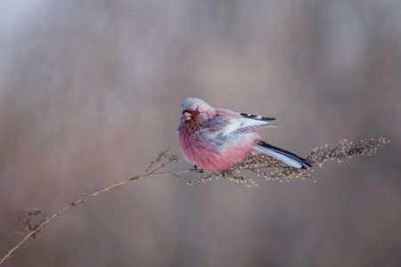 Сибирский урагус