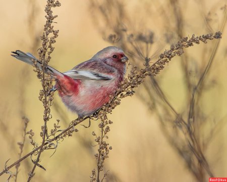 Урагус щегол