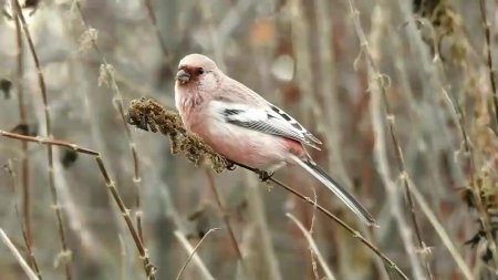 Урагус щегол