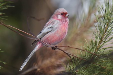 Урагус длиннохвостый Снегирь