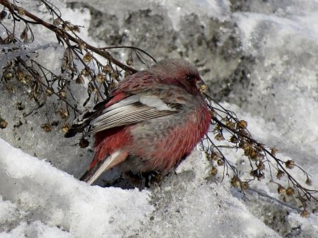 Сибирский Снегирь урагус