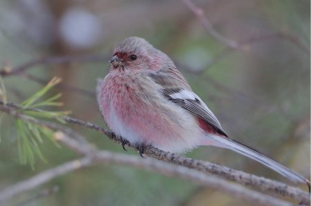 Сибирский урагус