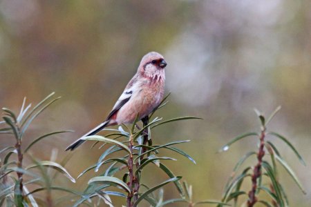 Урагус птица самка