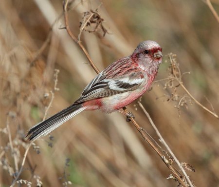 Урагус длиннохвостый Снегирь