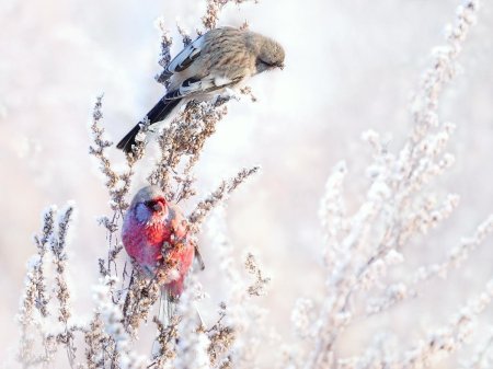 Урагус пара