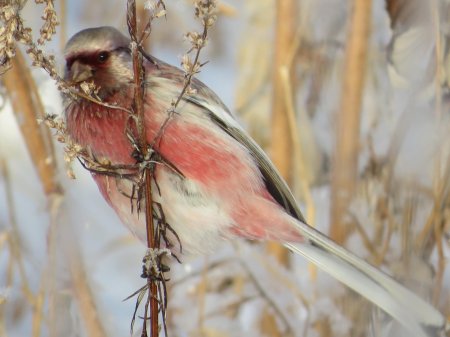 Урагус длиннохвостый Снегирь