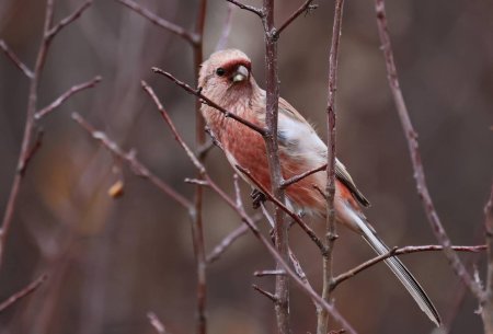 Длиннохвостая чечевица урагус