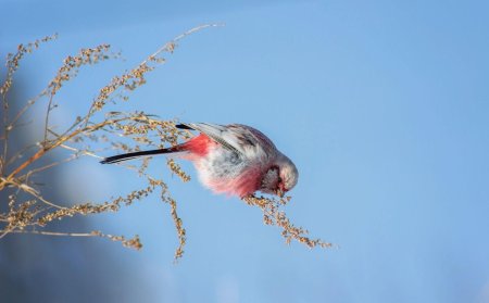 Урагус щегол