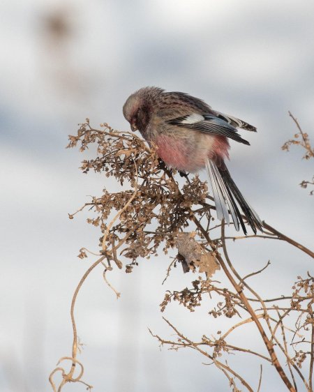 Сибирский урагус птица