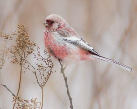 Урагус щегол