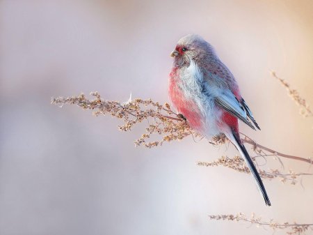 Урагус длиннохвостый Снегирь