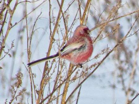Урагус птица самка
