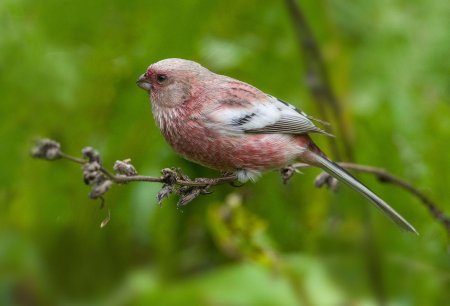 Урагус птица