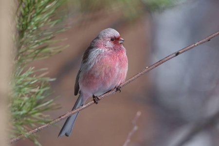 Урагус сибирикус