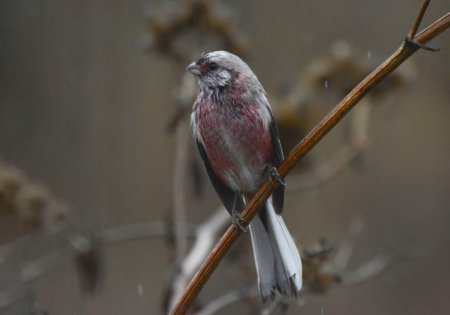 Урагус сибирикус