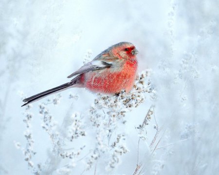 Снегирь урагус