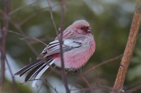Длиннохвостая чечевица урагус