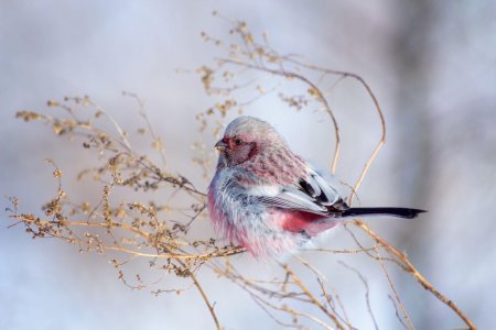 Сибирский Снегирь урагус