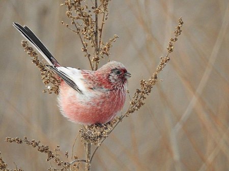 Урагус щегол