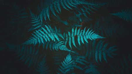 Изумрудный папоротник