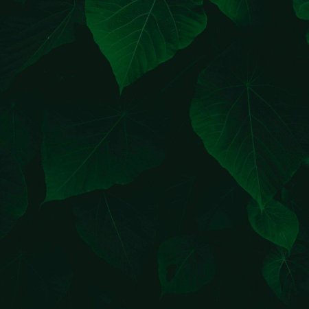 Темно зеленые листья