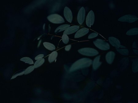 Ветки на темном фоне