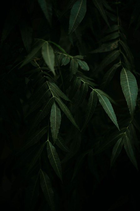 Темные листья