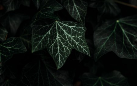 Темно зеленые листья