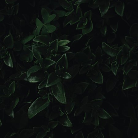 Темные листья