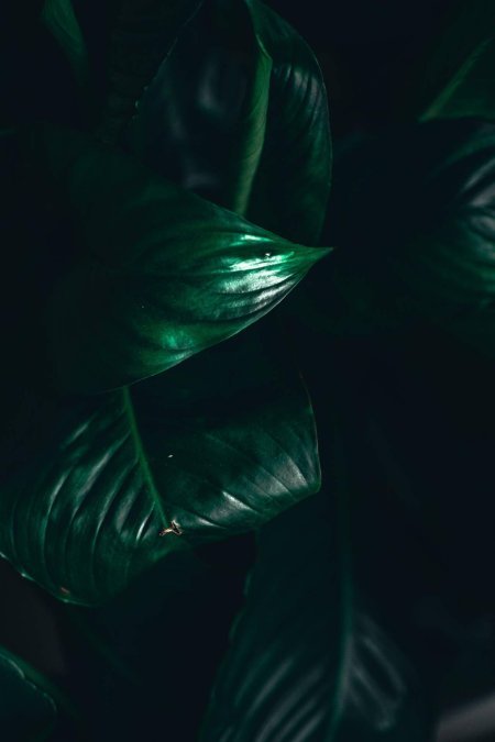 Зеленый темный