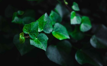 Зеленые цветы