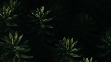 Темно зеленая заставка