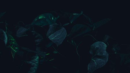 Темные листья