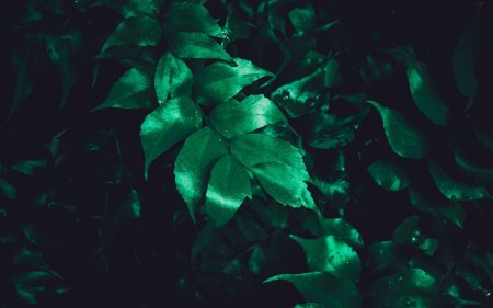 Эстетика Слизерина