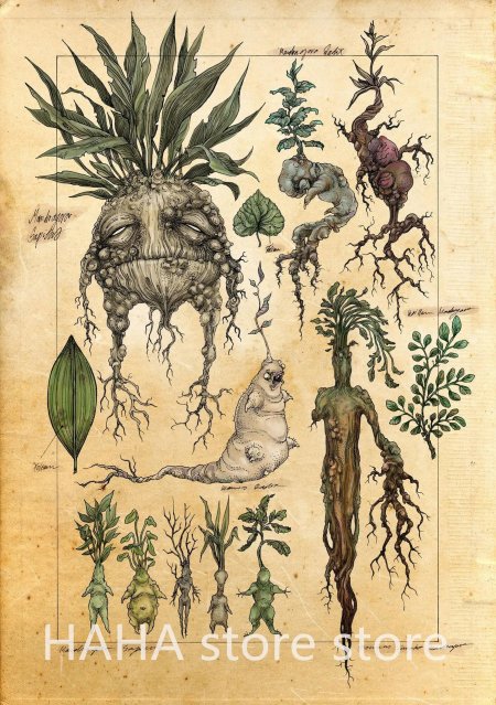 Травология Гарри Поттер Мандрагора