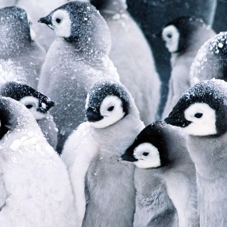 Заставка на рабочий стол пингвины