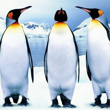 Королевский Пингвин