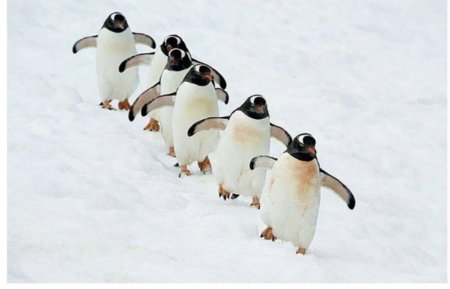 Пингвин в антарктиде