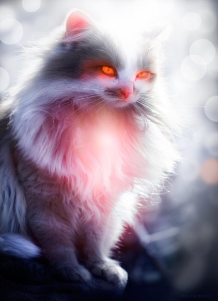 Пушистая кошка