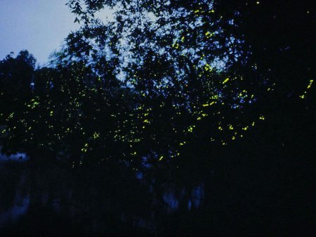 Река светлячков в Куала Лумпур