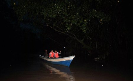 Куала Лумпур светлячки