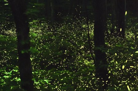 Парк светлячков в Малайзии