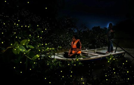 Парк светлячков в куала лумпур