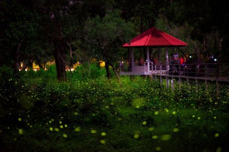 Светлячки в Малайзии