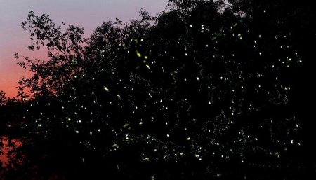 Селангор, светлячки, Малайзия