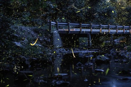 Парк светлячков в Куала Лумпур