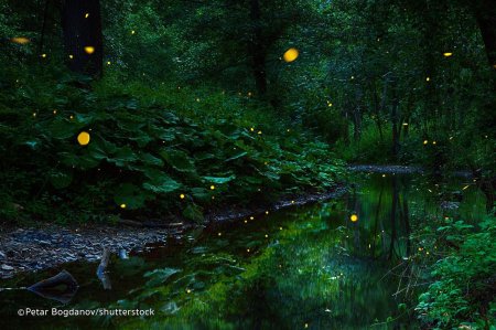 Куала Лумпур светлячки