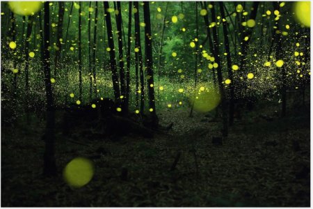 Парк светлячков